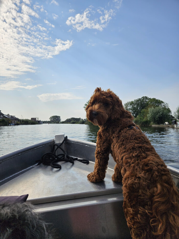 hond mag ook mee in de boot
